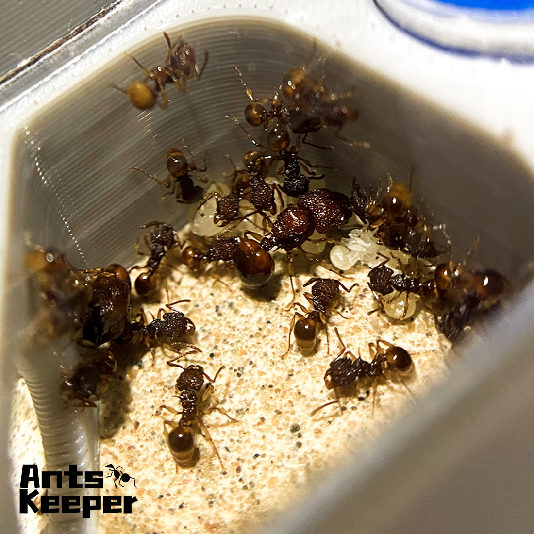 【Basic Farm】Ants Farm with Wat – Perfume Queen recenzja i cena